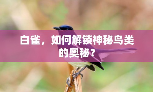 白雀，如何解鎖神秘鳥類的奧秘？