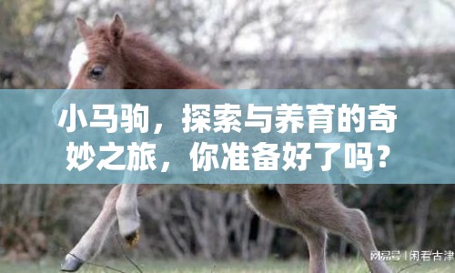 小馬駒，探索與養(yǎng)育的奇妙之旅，你準備好了嗎？