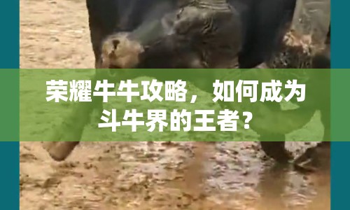 榮耀牛牛攻略，如何成為斗牛界的王者？