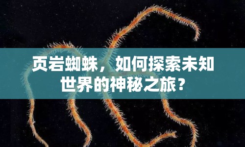頁巖蜘蛛，如何探索未知世界的神秘之旅？
