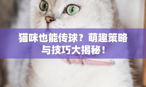 貓咪也能傳球？萌趣策略與技巧大揭秘！