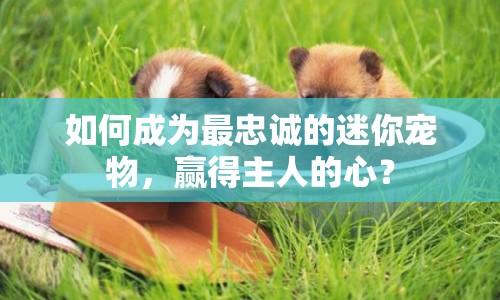 如何成為最忠誠(chéng)的迷你寵物，贏得主人的心？
