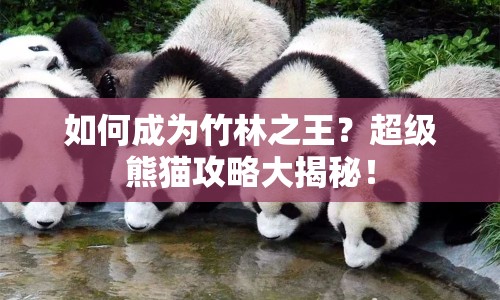 如何成為竹林之王？超級(jí)熊貓攻略大揭秘！