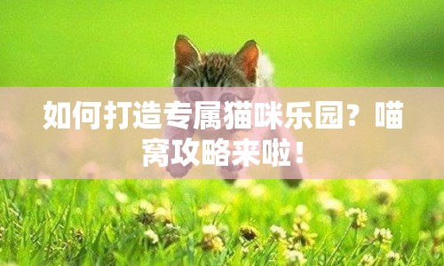 如何打造專屬貓咪樂園？喵窩攻略來啦！