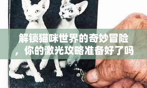解鎖貓咪世界的奇妙冒險，你的激光攻略準(zhǔn)備好了嗎？