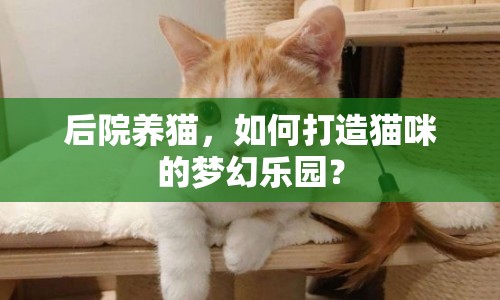 后院養(yǎng)貓，如何打造貓咪的夢幻樂園？