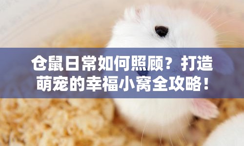 倉鼠日常如何照顧？打造萌寵的幸福小窩全攻略！