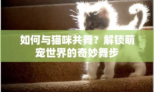 如何與貓咪共舞？解鎖萌寵世界的奇妙舞步