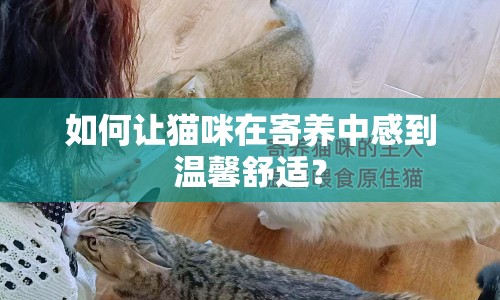 如何讓貓咪在寄養(yǎng)中感到溫馨舒適？
