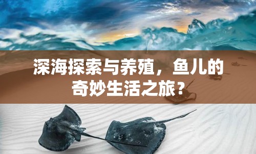 深海探索與養(yǎng)殖，魚兒的奇妙生活之旅？
