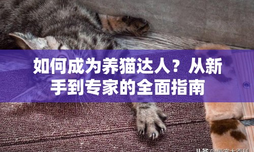 如何成為養(yǎng)貓達人？從新手到專家的全面指南