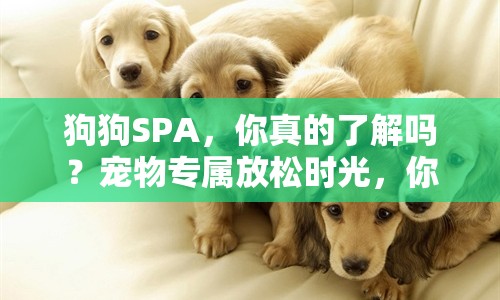狗狗SPA，你真的了解嗎？寵物專屬放松時光，你準(zhǔn)備好了嗎？