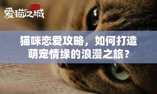 貓咪戀愛攻略，如何打造萌寵情緣的浪漫之旅？