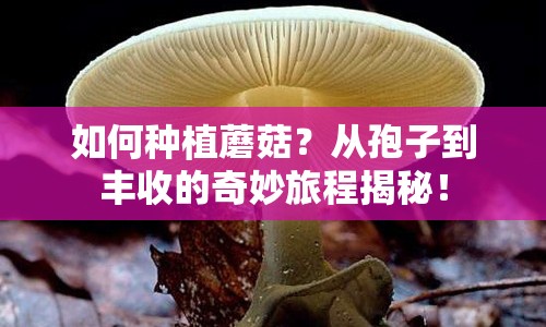如何種植蘑菇？從孢子到豐收的奇妙旅程揭秘！