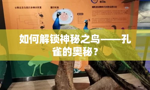 如何解鎖神秘之鳥——孔雀的奧秘？