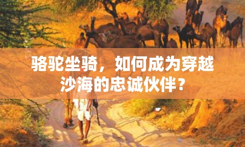 駱駝坐騎，如何成為穿越沙海的忠誠(chéng)伙伴？