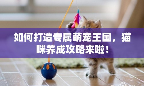 如何打造專屬萌寵王國，貓咪養(yǎng)成攻略來啦！