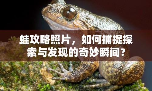 蛙攻略照片，如何捕捉探索與發(fā)現(xiàn)的奇妙瞬間？