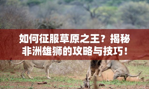 如何征服草原之王？揭秘非洲雄獅的攻略與技巧！