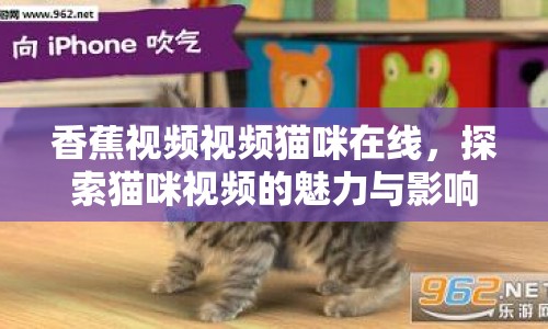 香蕉視頻視頻貓咪在線，探索貓咪視頻的魅力與影響