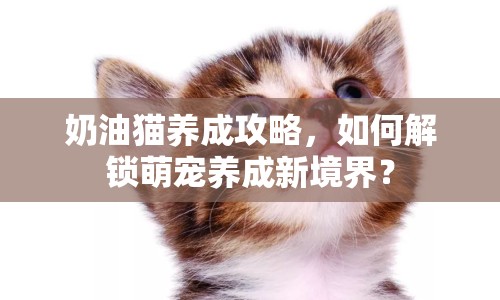 奶油貓養(yǎng)成攻略，如何解鎖萌寵養(yǎng)成新境界？