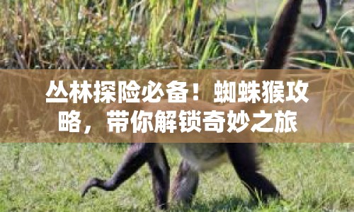 叢林探險(xiǎn)必備！蜘蛛猴攻略，帶你解鎖奇妙之旅