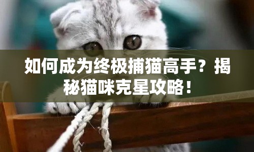 如何成為終極捕貓高手？揭秘貓咪克星攻略！