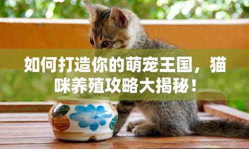 如何打造你的萌寵王國，貓咪養(yǎng)殖攻略大揭秘！