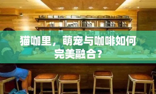 貓咖里，萌寵與咖啡如何完美融合？