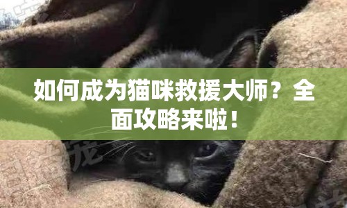 如何成為貓咪救援大師？全面攻略來啦！