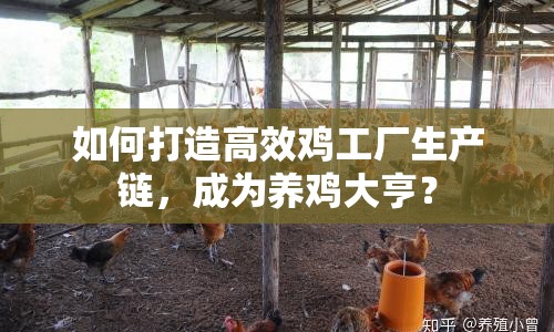 如何打造高效雞工廠生產(chǎn)鏈，成為養(yǎng)雞大亨？