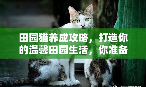 田園貓養(yǎng)成攻略，打造你的溫馨田園生活，你準(zhǔn)備好了嗎？