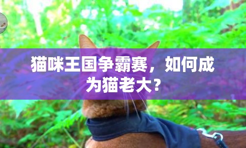貓咪王國爭霸賽，如何成為貓老大？