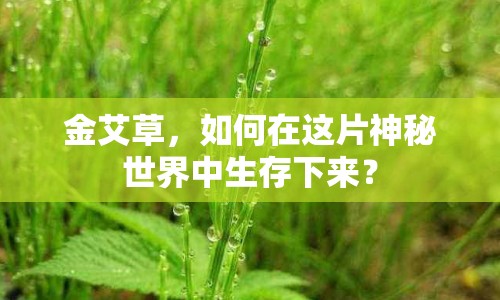 金艾草，如何在這片神秘世界中生存下來(lái)？