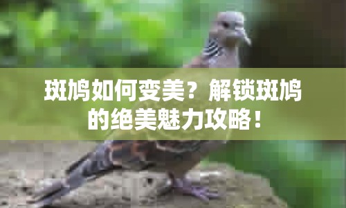 斑鳩如何變美？解鎖斑鳩的絕美魅力攻略！