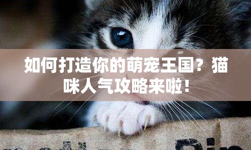 如何打造你的萌寵王國？貓咪人氣攻略來啦！