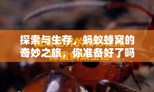 探索與生存，螞蟻蜂窩的奇妙之旅，你準(zhǔn)備好了嗎？