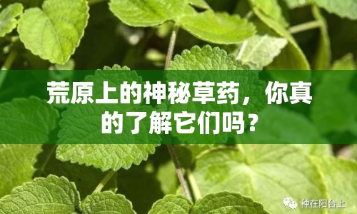 荒原上的神秘草藥，你真的了解它們嗎？