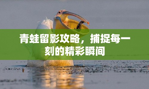 青蛙留影攻略，捕捉每一刻的精彩瞬間