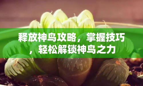 釋放神鳥攻略，掌握技巧，輕松解鎖神鳥之力