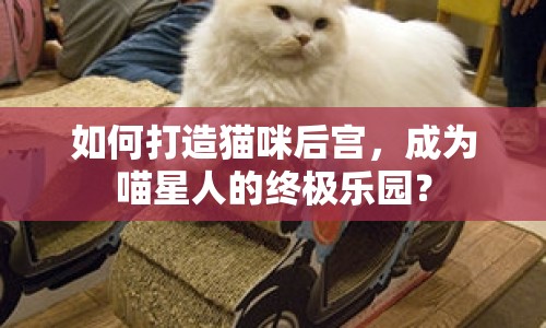 如何打造貓咪后宮，成為喵星人的終極樂園？