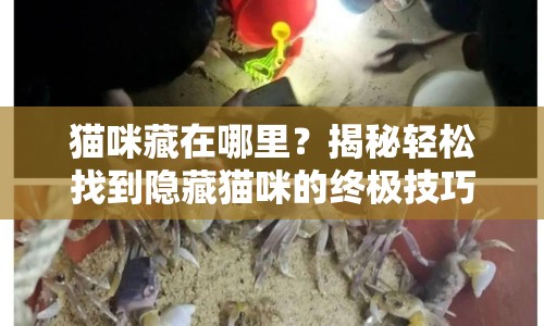 貓咪藏在哪里？揭秘輕松找到隱藏貓咪的終極技巧！