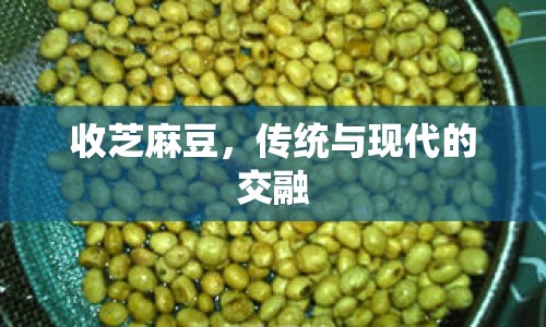 收芝麻豆，傳統(tǒng)與現(xiàn)代的交融