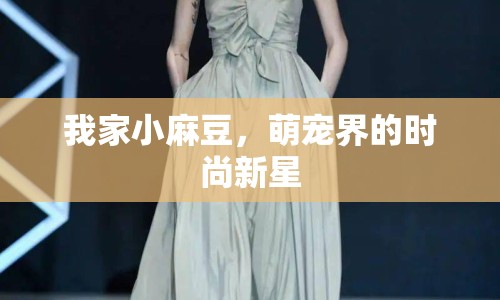 我家小麻豆，萌寵界的時尚新星