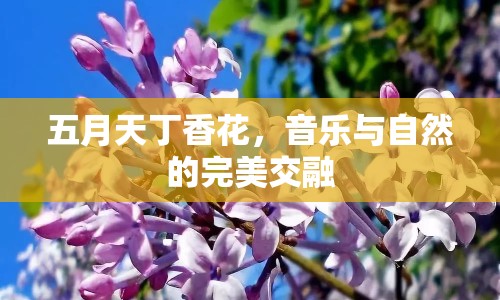 五月天丁香花，音樂與自然的完美交融
