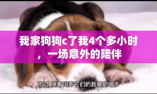 我家狗狗c了我4個(gè)多小時(shí)，一場(chǎng)意外的陪伴