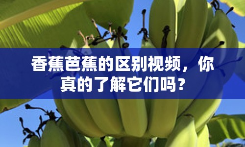 香蕉芭蕉的區(qū)別視頻，你真的了解它們嗎？