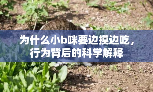 為什么小b咪要邊摸邊吃，行為背后的科學(xué)解釋