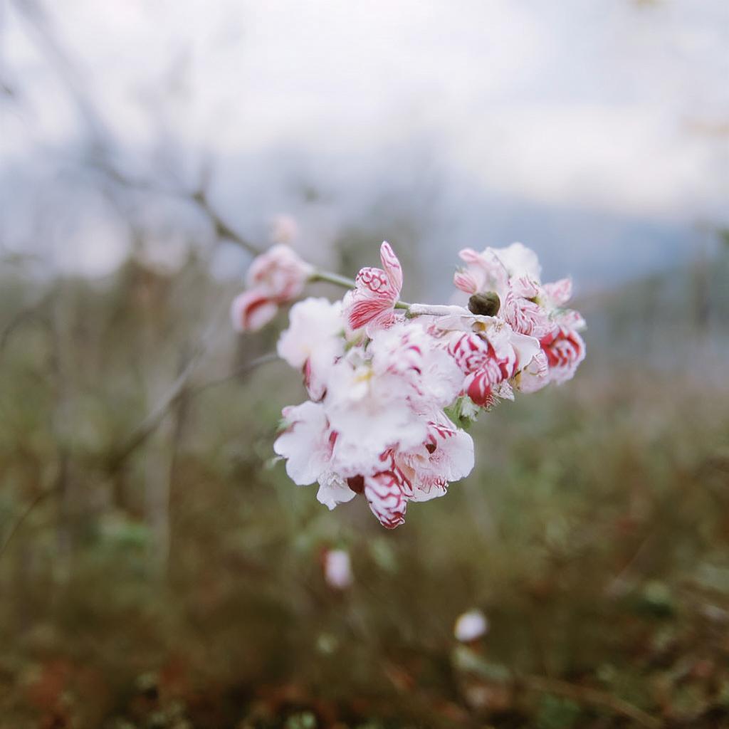 琵琶網(wǎng)軒轅傳奇手游如何完美融合古老傳說(shuō)與現(xiàn)代科技？